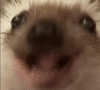 82e699a289bd107deda2eda332ab3bfe.gif