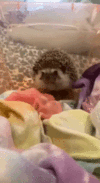 5404853425869427384.gif