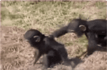 DimpledImperfectEnglishsetter-max-1mb.gif