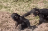 giphy (1).gif