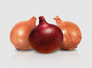 onion-overview.jpg