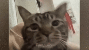 КОТ ОФИГЕЛ.gif
