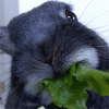 88041.gif
