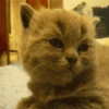 103409.gif