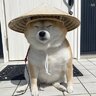 lonwei