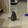 LeChoko