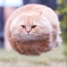 Raу