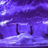 purple