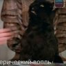 ScamPooower