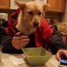 #DogyStile