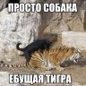 IIIOkee