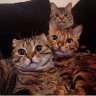 MaybeNextTime_qq