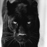 Blackie