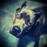 Kary