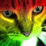 catafalQ