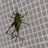 verde98llu