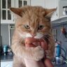 LazyFatCat