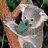 Koalaeukaliptdoedala